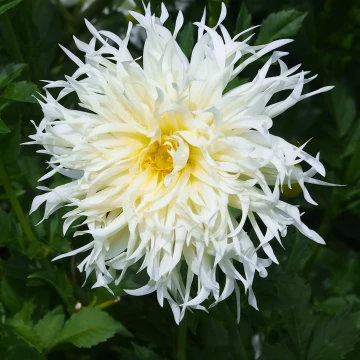 Dalia