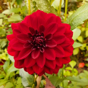 Dahlia