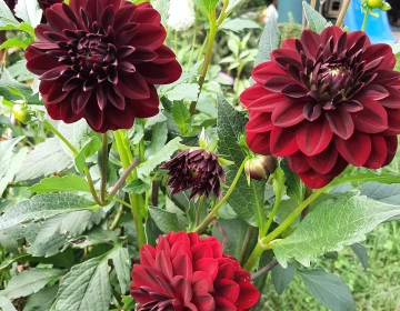 Produkt zgrupowany ze stałą ceną za pakiet