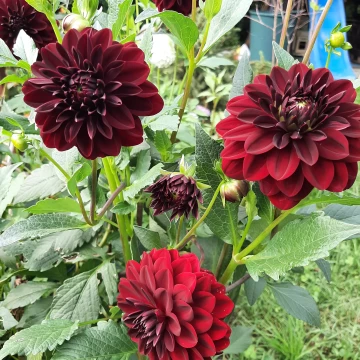 Produkt zgrupowany ze stałą ceną za pakiet