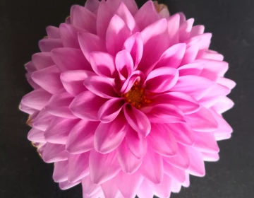 img-20220609-185726-723