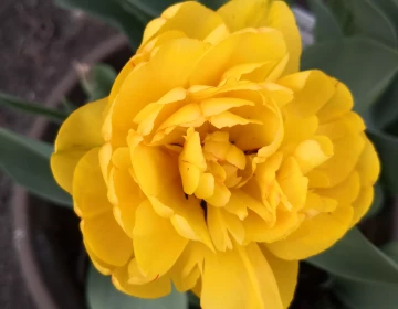 Tulipan pełny, późny, odmiany Sunlover