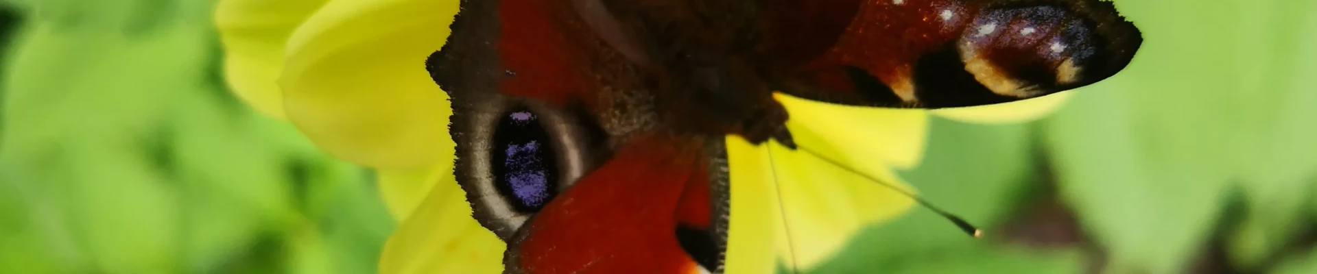 Galeria kafelkowa - warianty