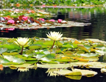 pexels-pixabay-158623