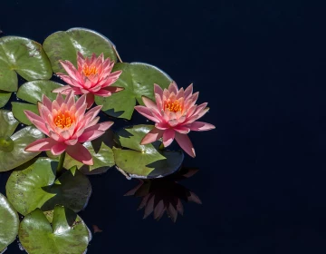 pexels-pixabay-235593