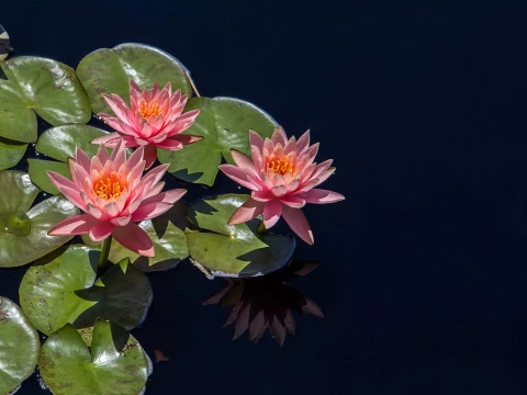 Galeria oczka wodne - grzybienie