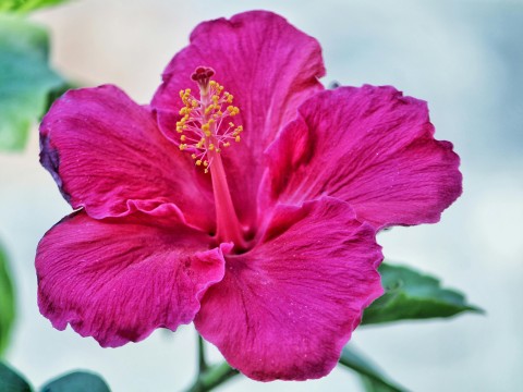 Hibiskusy
